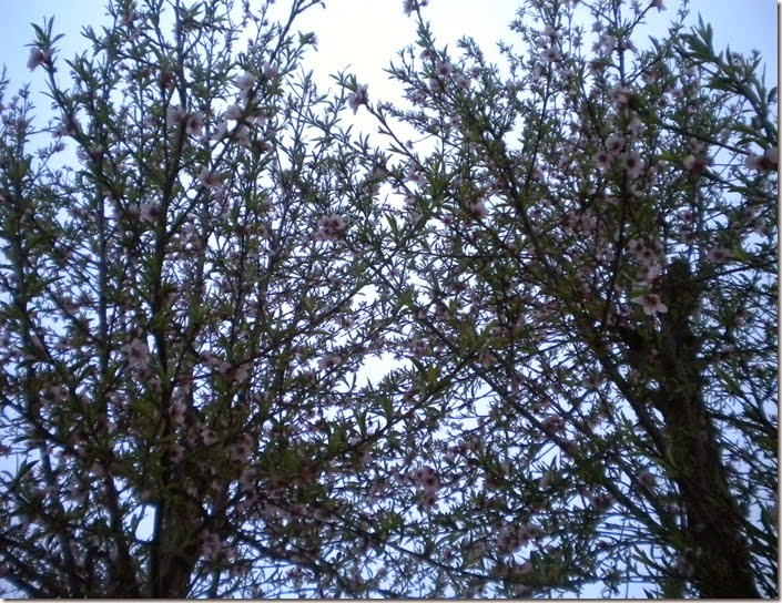 DSCN7537
