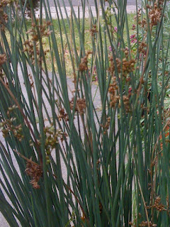 Juncus patens