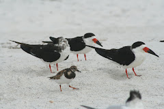 Black Skimmers & Ruddy Turnstone