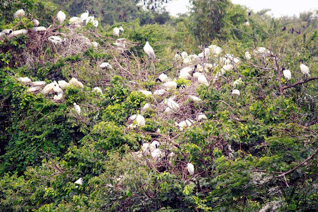 Black headed Ibis and the fruit bats in the backgroud