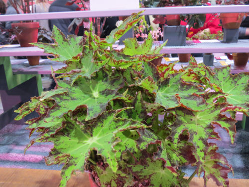 Philadelphia Flower Show 2019- Begonia