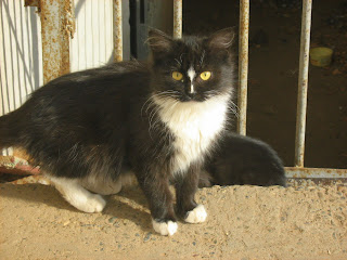 Street Cats Family: Long-Haired Brother