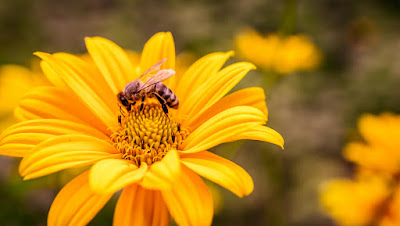 꽃과-꿀벌