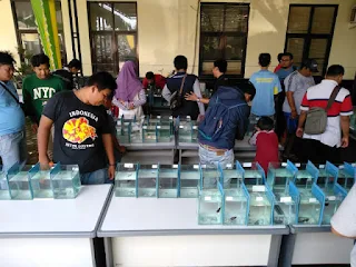 Dinas Perikanan  Dan Kelautan Kab.Indramayu Gelar Kontes Ikan Cupang