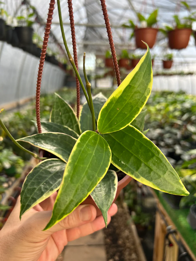 Hoya latifolia: The Bold Beauty of the Wax Plant World Hoya latifolia: The Bold Beauty of the Wax Plant World