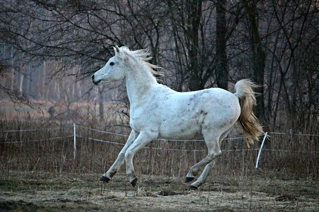 horse-wallpaper-riding