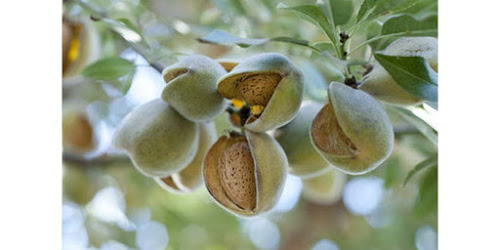  BELI KACANG ALMOND DI SUPERMARKET Majalengka