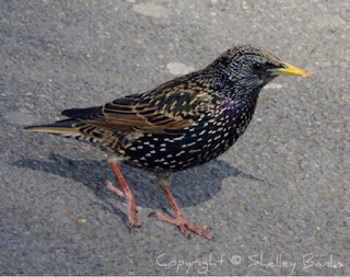 European Starling. Paris. Copyright  © Shelley Banks, all rights reserved.