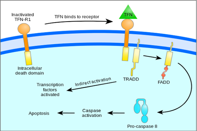 Persinyalan TNF untuk regulasiapoptosis