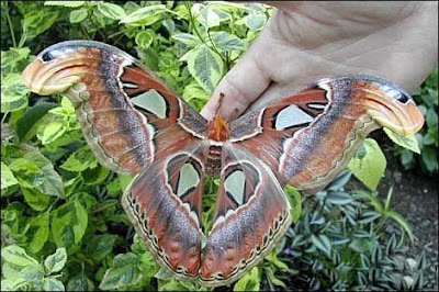 Atlas Moth - Biggest Butterfly in the World