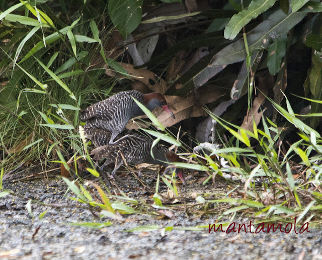 Slaty-Breasted Rail (Gallirallus striatus)