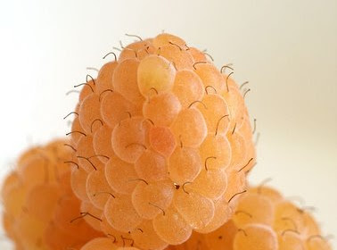 Have you ever tried golden raspberries?