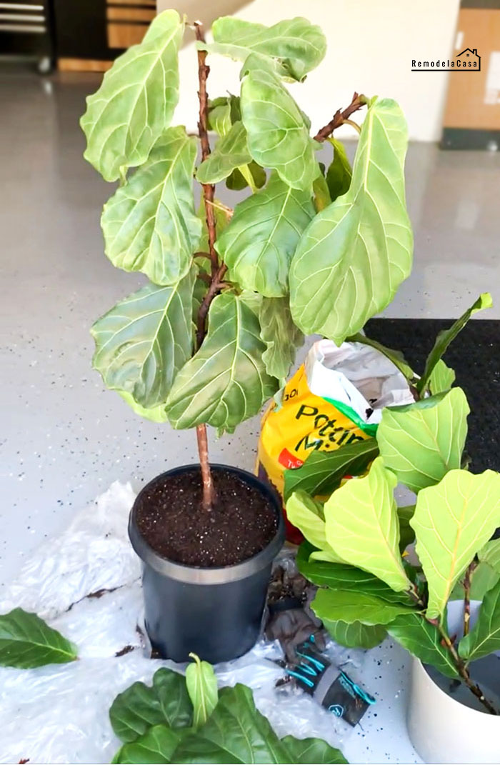 how to trim a fiddle leaf fig tree