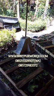 jual bibit bambu apus, jual bibit bambu tali, harga bibit bambu apus, harga bibit bambu tali, jual bibit bambu apus murah, jual bibit bambu tali murah, jual bibit bambu apus unggulan, jual bibit bambu tali unggulan, pembibitan bambu tali, pembibitan bambu apus, bibit bambu apus, bibit bambu tali, bibit bambu apus murah, bibit bambu tali murah, budidaya bibit bambu, budidaya tanaman bambu apus, budidaya bambu apus, fungsi tanaman bambu apus, manfaat bambu apus, manfaat bambu tali, jarak tanam bambu, jarak tanam bambu apus, jarak tanam bambu tali, syarat tumbuh bambu tali, syarat tumbuh bambu apus, jual bibit bambu apus buat proyek, bibit bambu apus unggul di purworejo.