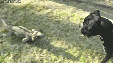 Funny animal gifs - part 81 (10 gifs), dog vs lizard gif