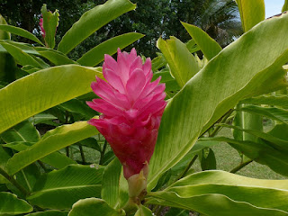 Gingembre rouge - Galanga - Alpinia rose - Alpinia purpurata