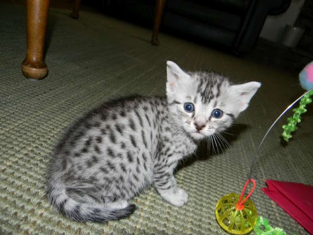 Lovely small silver Egyptian Mau Cat image
