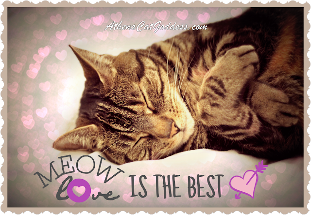 Meow Love is the Best Love 
