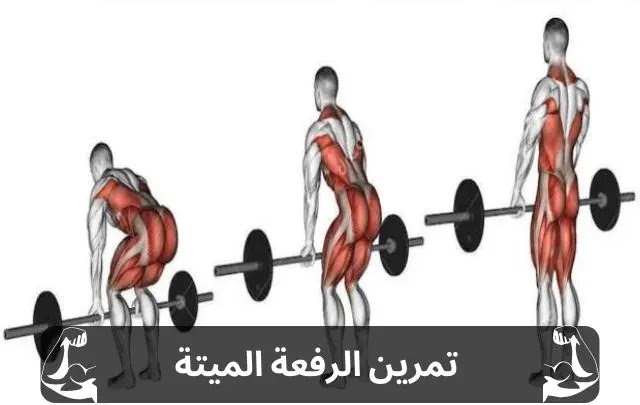 جدول تمارين كمال الاجسام لتضخيم العضلات