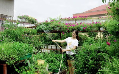 Bí quyết trồng rau sạch trên sân thượng để cả nhà cùng vui