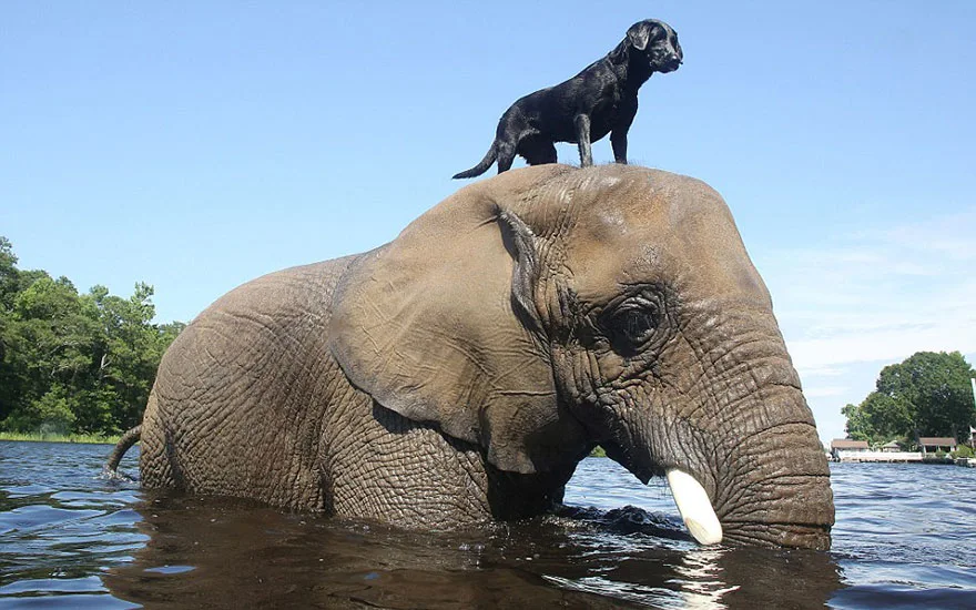 A dog and an elephant share a heartwarming friendship as the dog sits atop the elephant.