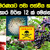 ඔබ මරණයට පවා පත්විය හැකි ආහාර වර්ග 12ක් මෙන්න 