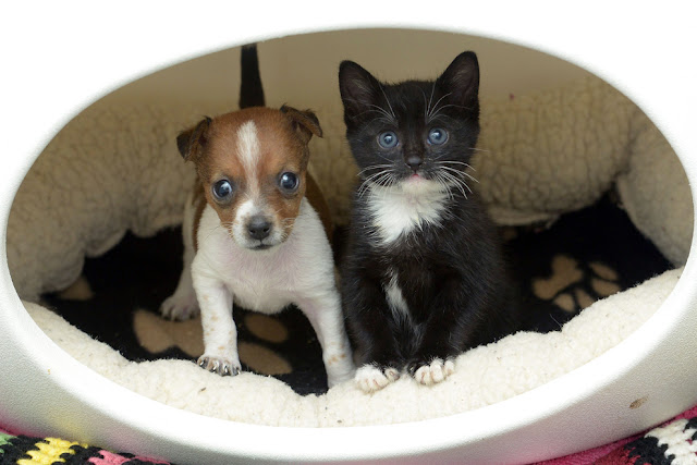 Buttons the puppy and Kitty the kitten become best friends, adopted animals, animal friends, cute baby animals