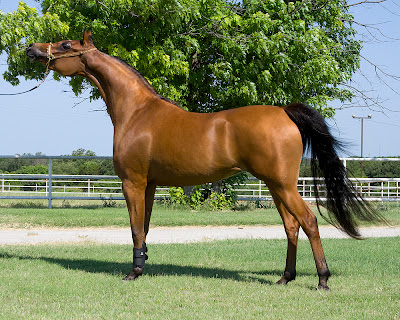 Wild bay Arabian horse