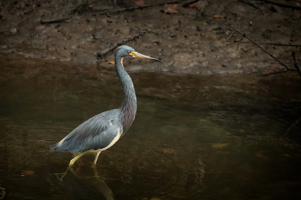 Tricolored Heron.