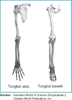 Skeleton apendikuler terdiri atas tungkai atas  Pintar Pelajaran Skeleton / Rangka Apendikuler : Struktur dan Fungsi