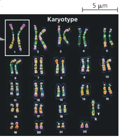 Pembelahan Meiosis dan Kromosom pada Manusia