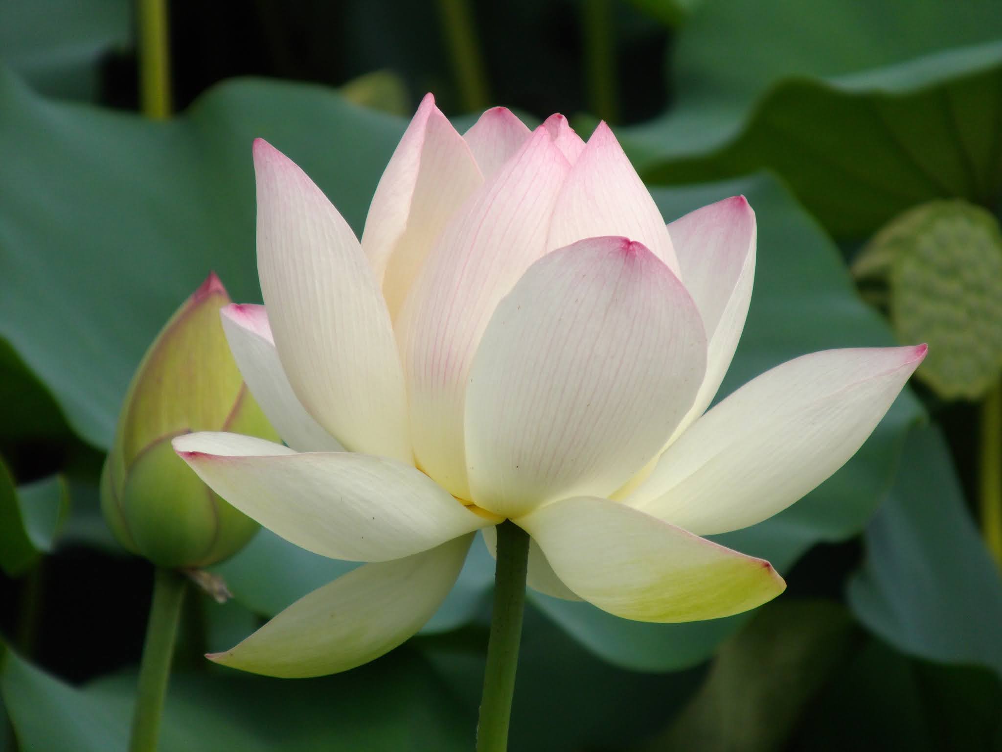 21年 琵琶湖でハスの花を見ることは出来るか 消えた蓮その後