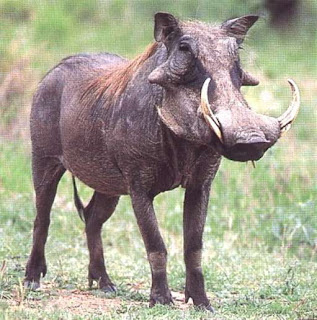 warthog