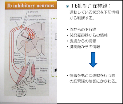 Ib抑制　腱