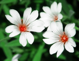 White Rose