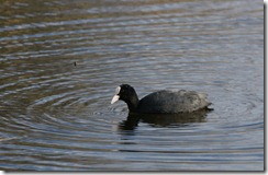 Coot