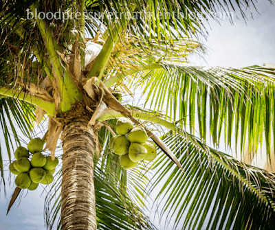 Coconut tree's coconuts- sap used as coconut crystals and coconut vinegar