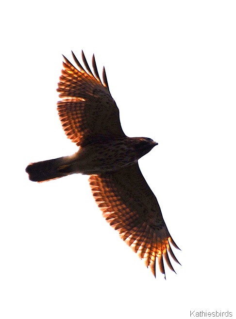 4. RSHA_kathiesbirds