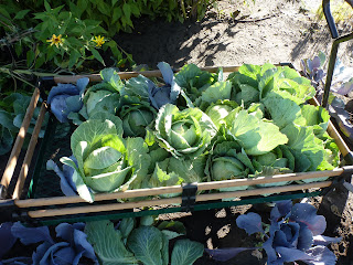 A wagon of cabbage heads