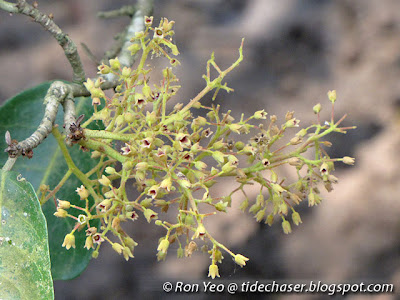 Dungun (Heritiera littoralis)