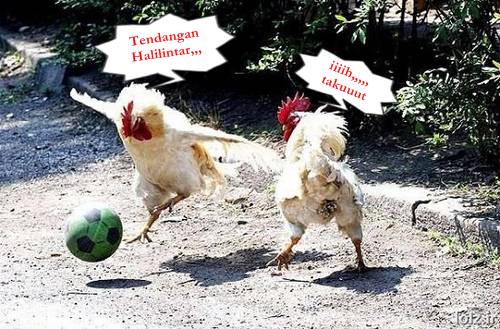 AYAM MAIN SEPAK BOLA MASUK CHAMPION 2012 Ketawa Lucu