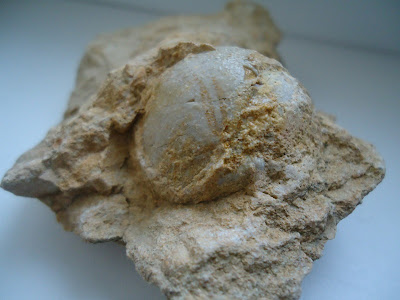 Amazing Fossil Sea Urchin Echinoid