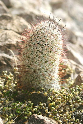 Cannundrums: Fishhook Cactus