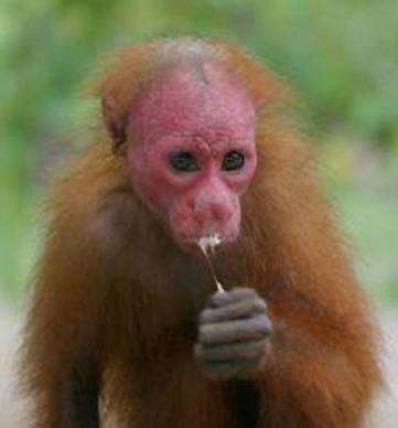 Amazing Pictures of Animals, photo, Nature, exotic, funny, incredibel, Zoo, Cacajao Calvus, Blad Uakari, Primate, Mammals, Alex (4)