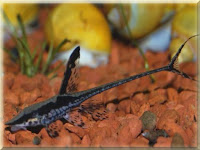 Twig Catfish Pictures