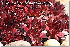 IMG_0536