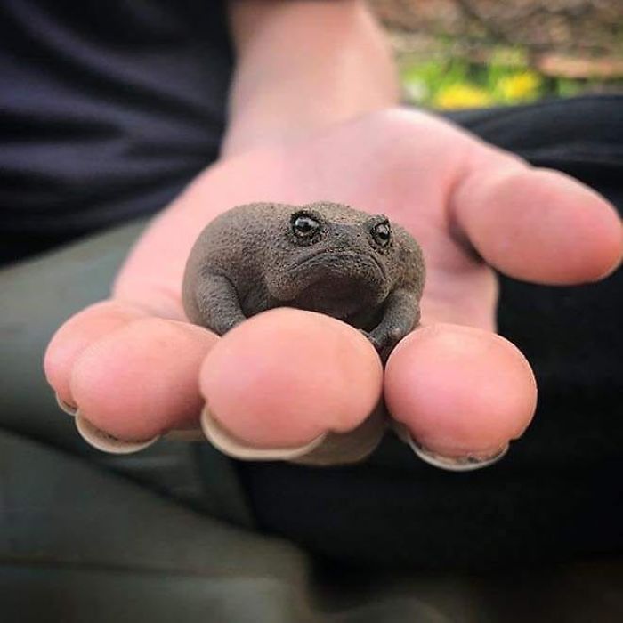 rain forest tree frog