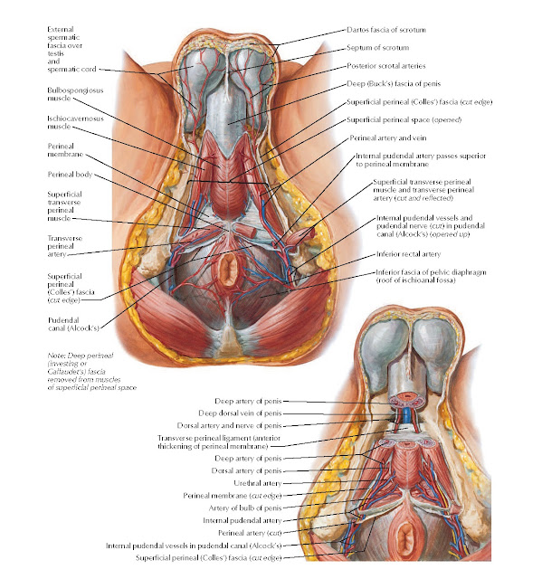 Arteries and Veins of Perineum: Male Anatomy