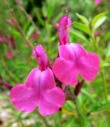 Pink Flowering Plants