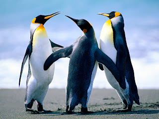 penguins in india